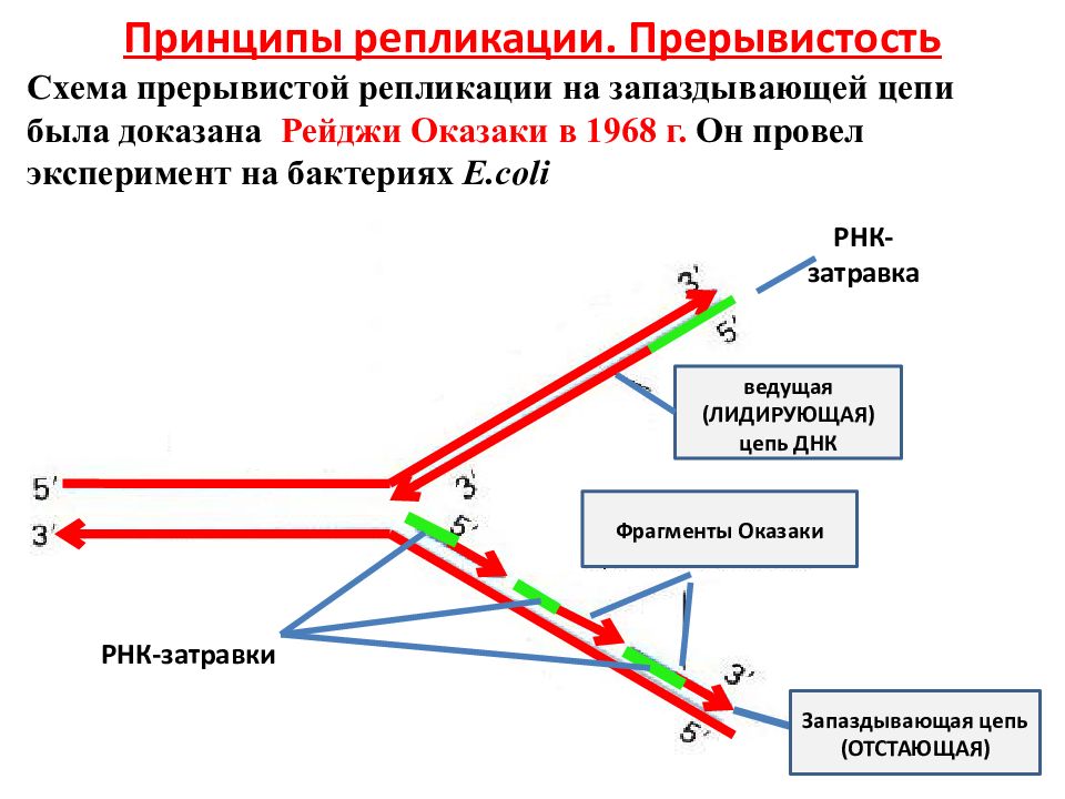 Цепи синтезированной днк. Принципы репликации ДНК прерывистость. Репликация принципы репликации ДНК. Основные принципы репликации ДНК. Репликация ДНК Оказаки.