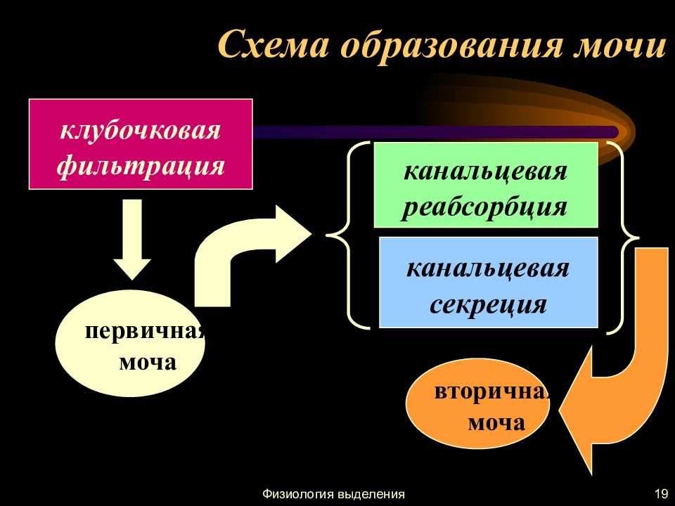 Клубочковая фильтрация канальцевая реабсорбция