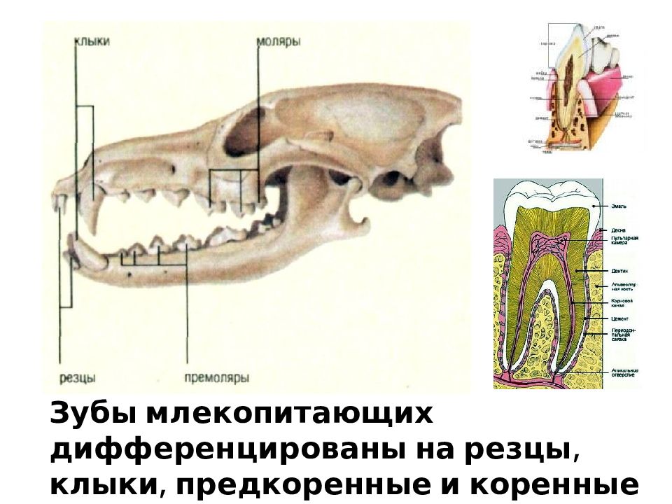 Какие зубы у млекопитающих дифференцированы. Дифференцировка зубов у млекопитающих. Зубы млекопитающих дифференцированы. Строение зубов млекопитающих. Зубная система млекопитающих.