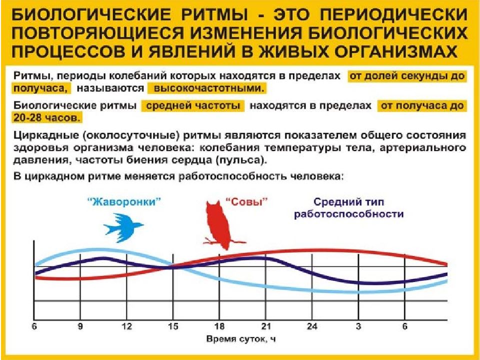 Биологические ритмы и их влияние на работоспособность человека презентация