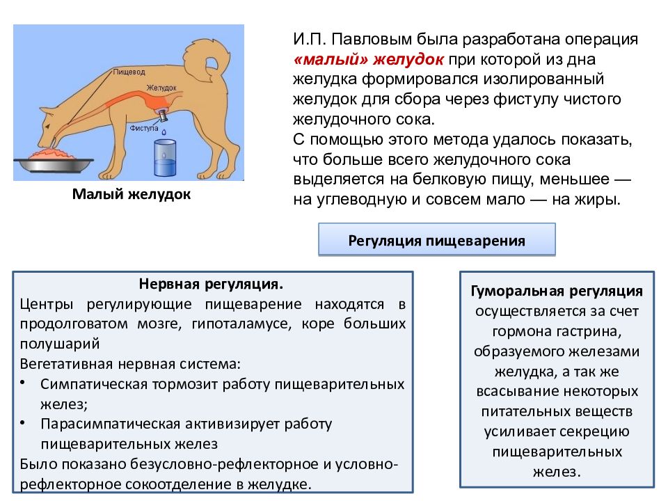 Регуляция пищеварения презентация 8 класс биология