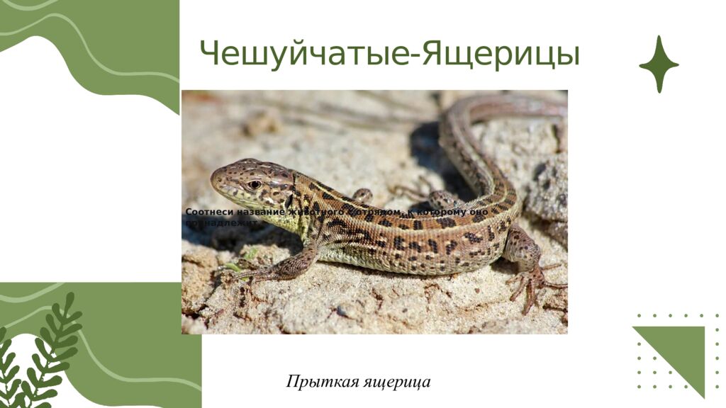 Общая характеристика пресмыкающихся