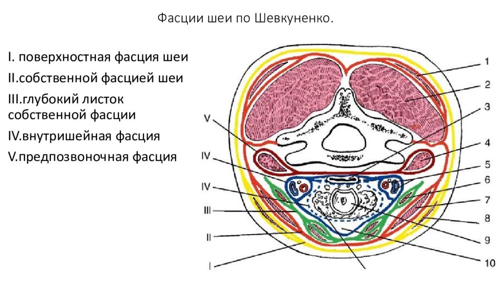 Фасции шеи по шевкуненко рисунок