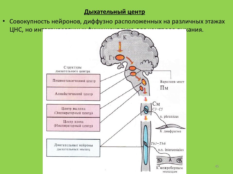 Отдел головного мозга в котором расположен центр дыхания на рисунке обозначен цифрой