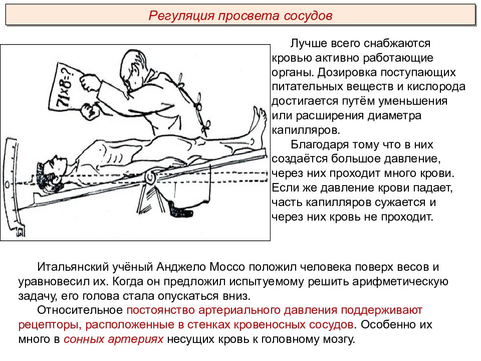 Исследователь изучал особенности строения сосудов