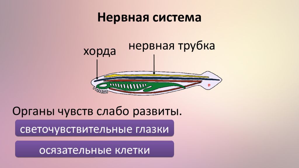 У ланцетника и других бесчерепных скелет. Тип Хордовые Подтип Бесчерепные. Выделительная система бесчерепных. Нервная система хордовых. Выделительная система хордовых.