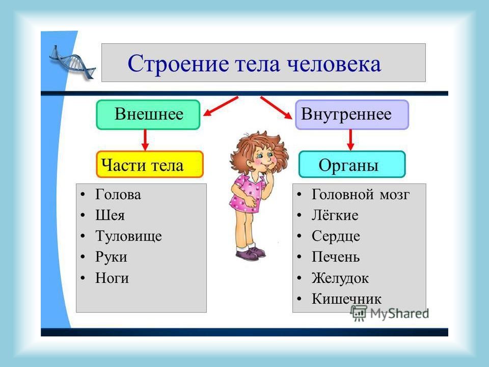 Окружающий мир 3 класс организм человека. Строение тела человека внешнее женское. Внешнее строение организма изучает. Логическая цепочка строения туловища человека. Какое может быть строение тела прилагательные.