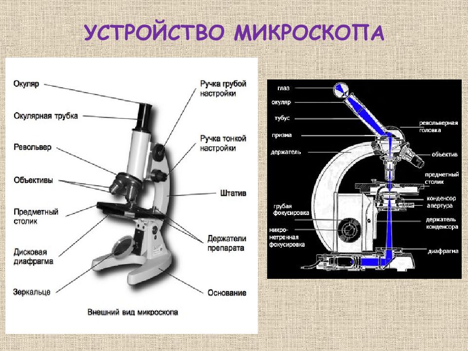 Каждая часть микроскопа. Строение микроскопа окуляр функция. Оптический микроскоп схема строения. Устройство микроскопа макровинт. Биология 5 кл строение микроскопа.