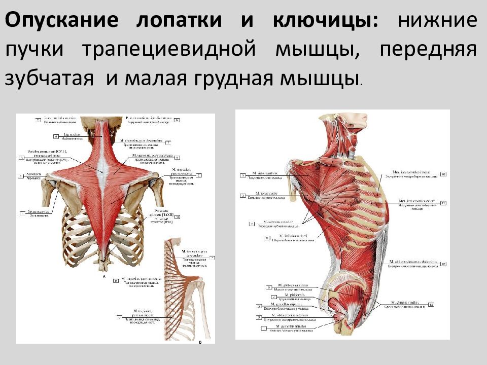 Мышца поднимающая лопатку картинка