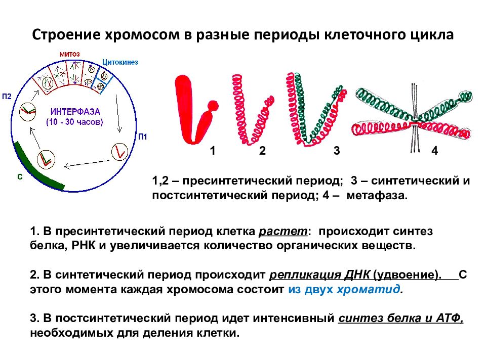 Деление тетраплоидной клетки. Жизненный цикл клетки удвоение ДНК. Жизненный цикл клетки схема. Жизненный цикл клетки набор хромосом. Репликация в клеточном цикле.