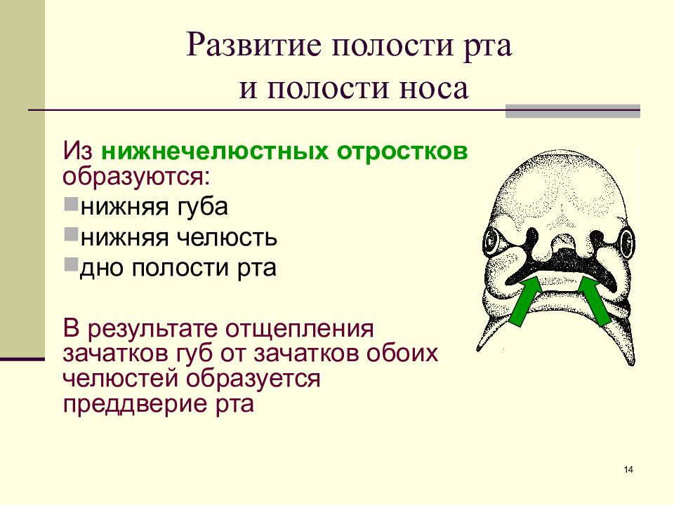 Формирование лица. Формирование ротовой полости. Первичная ротовая полость. Развитие ротовой полости анатомия. Первичная ротовая полость формирование.