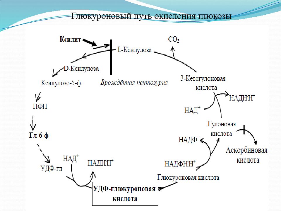 Окисление глюкозы. Глюкуроновый путь окисления Глюкозы. Путь глюкуроновой кислоты основные реакции. Образование глюкуроновой кислоты из Глюкозы. Синтез УДФ глюкуроновой кислоты.