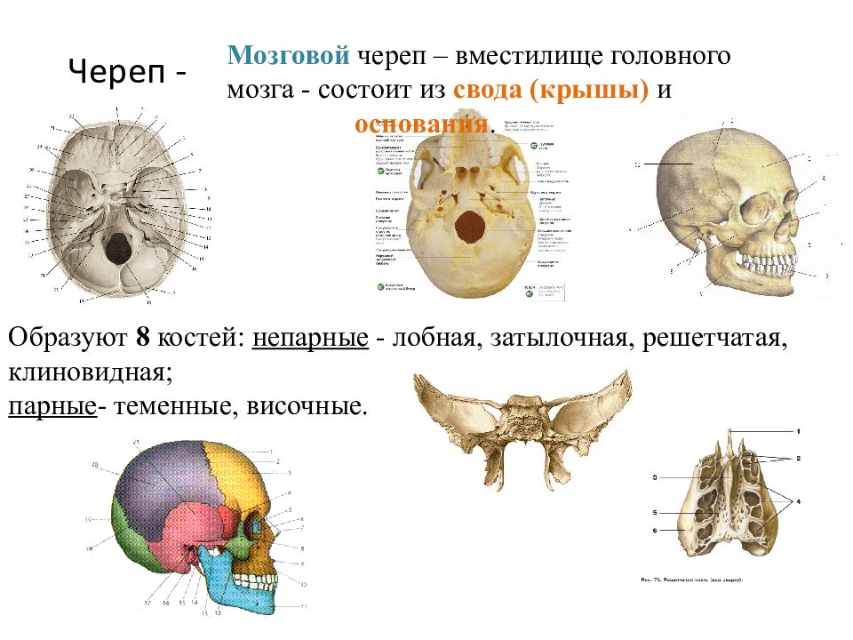 Черепно мозговую кость. Кости мозгового отдела черепа. Решетчатая кость мозгового черепа. Мозговой отдел черепа решетчатая кость. МОЗГАВЫ кости черепа анатомия.
