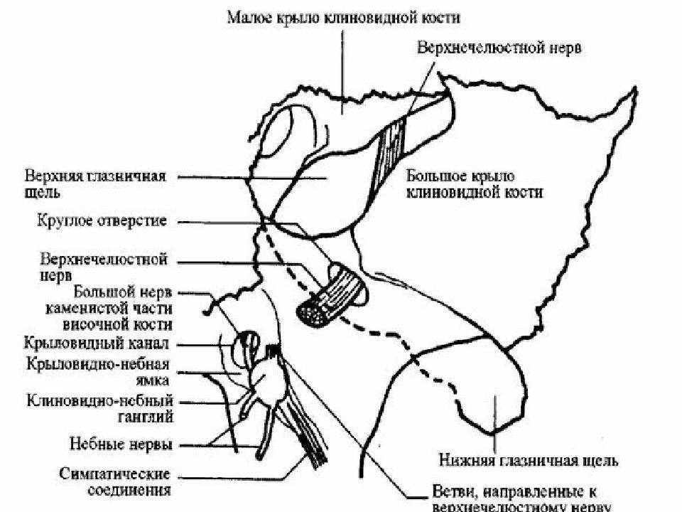 Крыловидно небная ямка каналы. Крыловидно челюстная ямка. Крыловидно верхнечелюстная ямка. Крыловидно-небная ямка на клиновидной кости. Крыловидно верхнечелюстная щель.