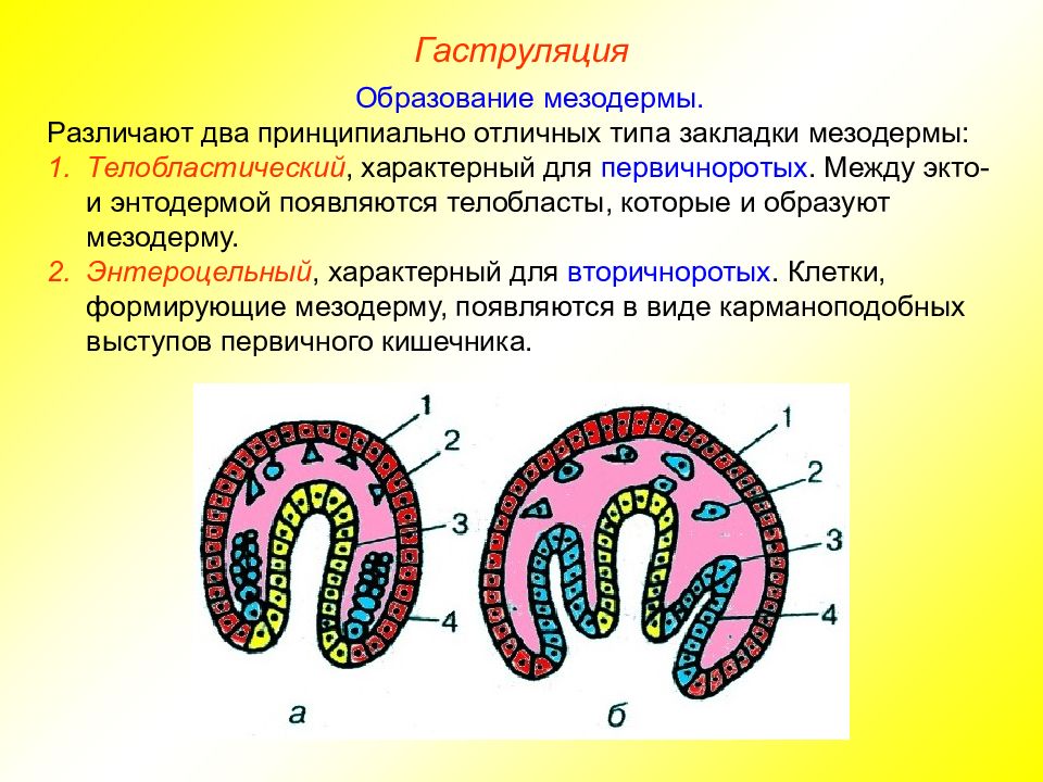 Энтодерма это в биологии