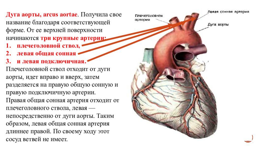 Плечеголовной ствол анатомия. Дуга аорты сосуды отходящие. Дуга аорты и подключичные артерии. Левая общая Сонная артерия отходит от. Ветви дуги аорты сонной артерии.