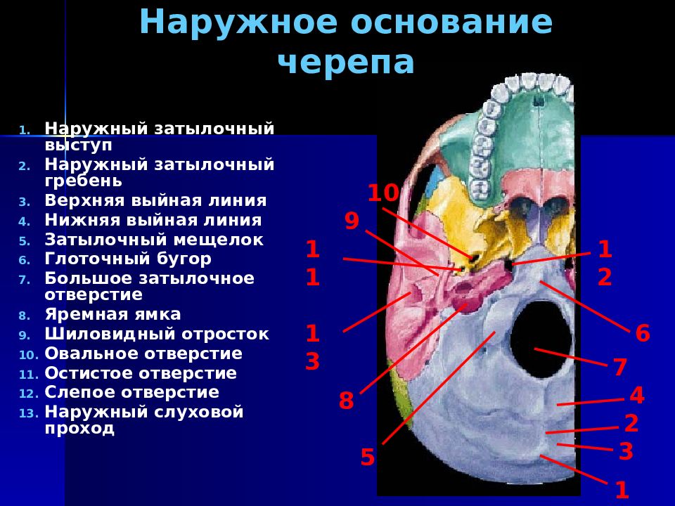 Основание черепа где. Наружное основание черепа яремное отверстие. Верхняя глазничная щель на основании черепа. Затылочная кость кость в черепе. Строение основания черепа человека.