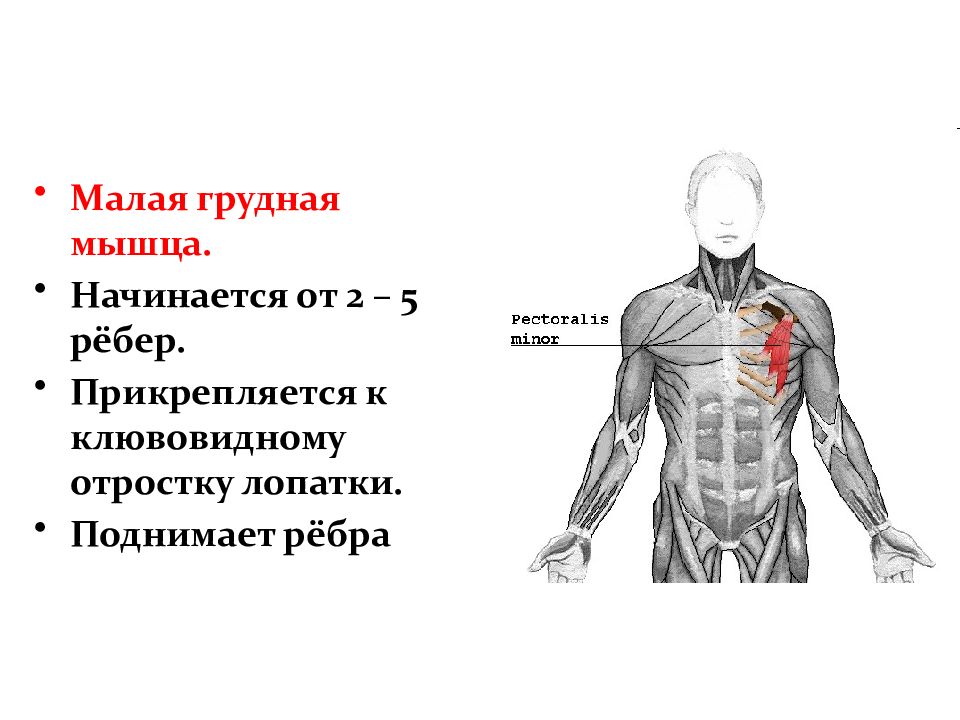 Мышцы головы и туловища. Малая грудная мышца начинается:. Мышцы головы шеи и туловища. Мышцы головы шеи туловища конечностей. Малая грудная мышца начинается от ребер.