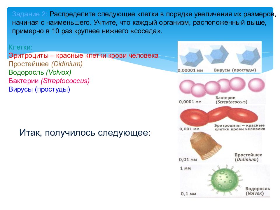 Изучите рисунок благодаря какому процессу образовалось такое многообразие изображенных организмов