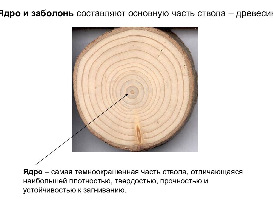 Ядро древесины. Заболонь функции. Заболонь древесины это. Ядро и заболонь древесины. Ядровая и заболонная древесина.