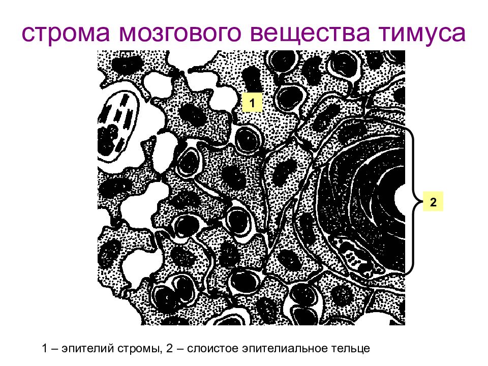 Что такое строма. Строма это в гистологии. Строма тимуса. Строма мозгового вещества. Строма тимуса представлена.