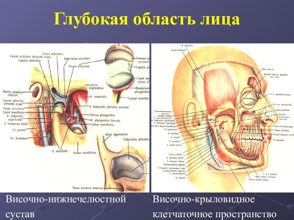 Топографическая анатомия головы презентация