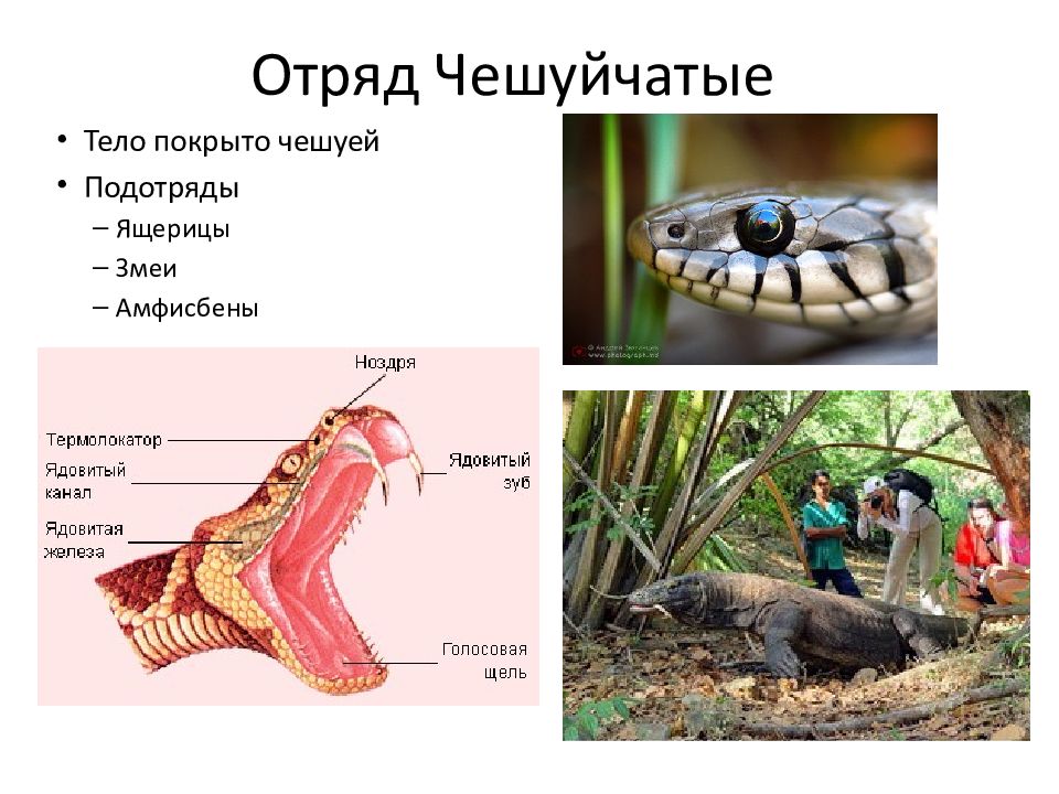 К отряду чешуйчатые относятся змеи крокодилы