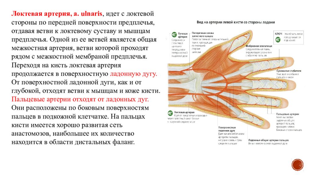 Ветви локтевой артерии. Локтевая сеть артерии. Артериальная сеть локтевого сустава. Локтевая артерия кровоснабжает следующие группы мышц.