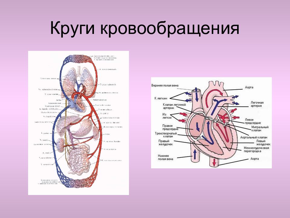 Круги кровообращения человека анатомия рисунок