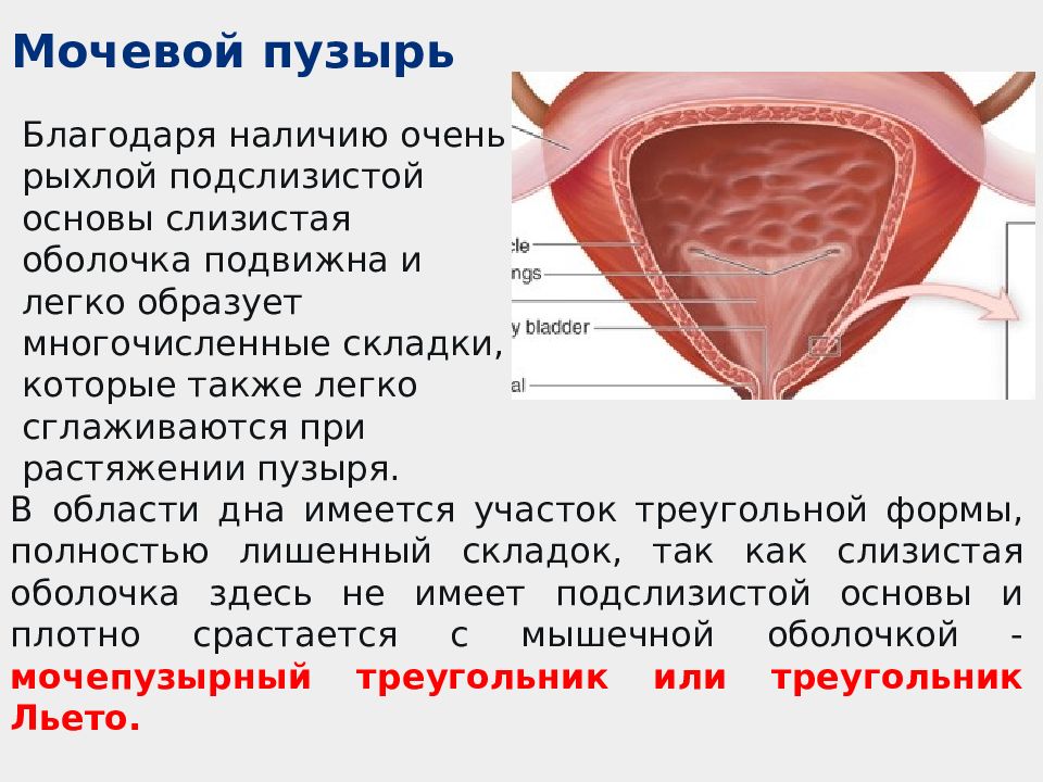 Мочевой пузырь у женщины где находится фото