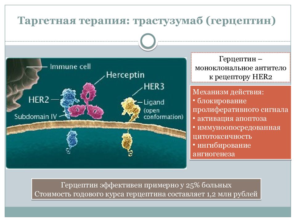 Таргетная терапия в онкологии. Таргетная терапия механизм действия. Таргентальная терапия. Механизм действия таргетной терапии. Трастузумаб таргетная терапия.