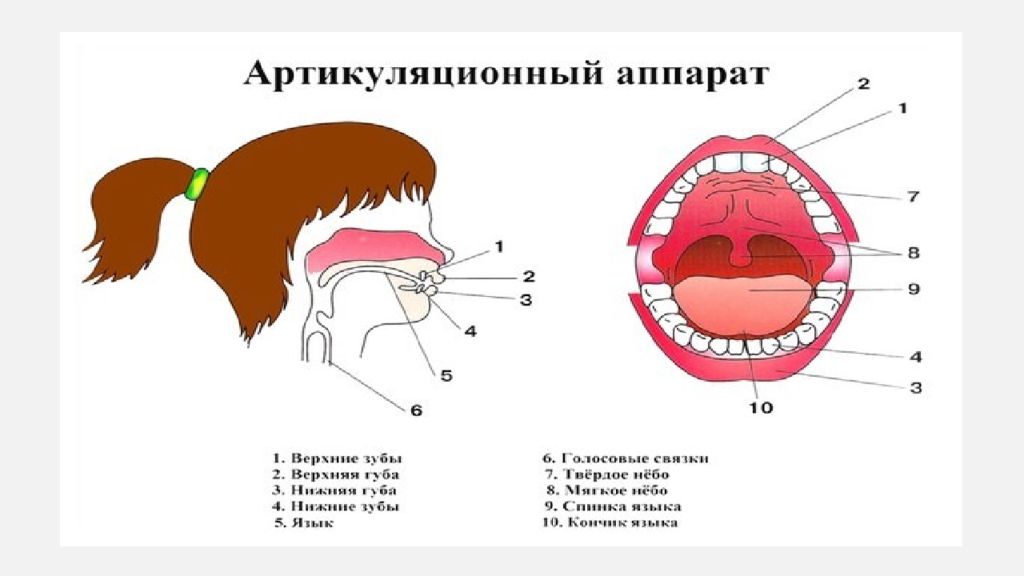 Речевой аппарат презентация