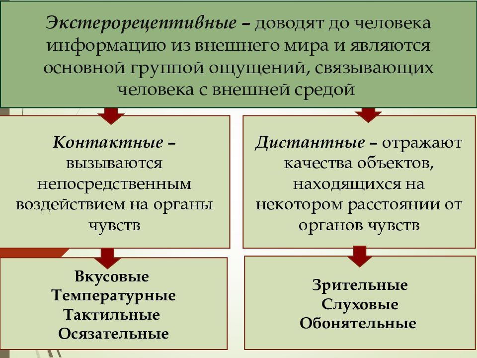 Дистантные ощущения. К экстерорецептивные ощущения относится. Дистантные экстерорецептивные ощущения. Экстерорецептивные примеры. Экстерорецептивные ощущения орган чувств.