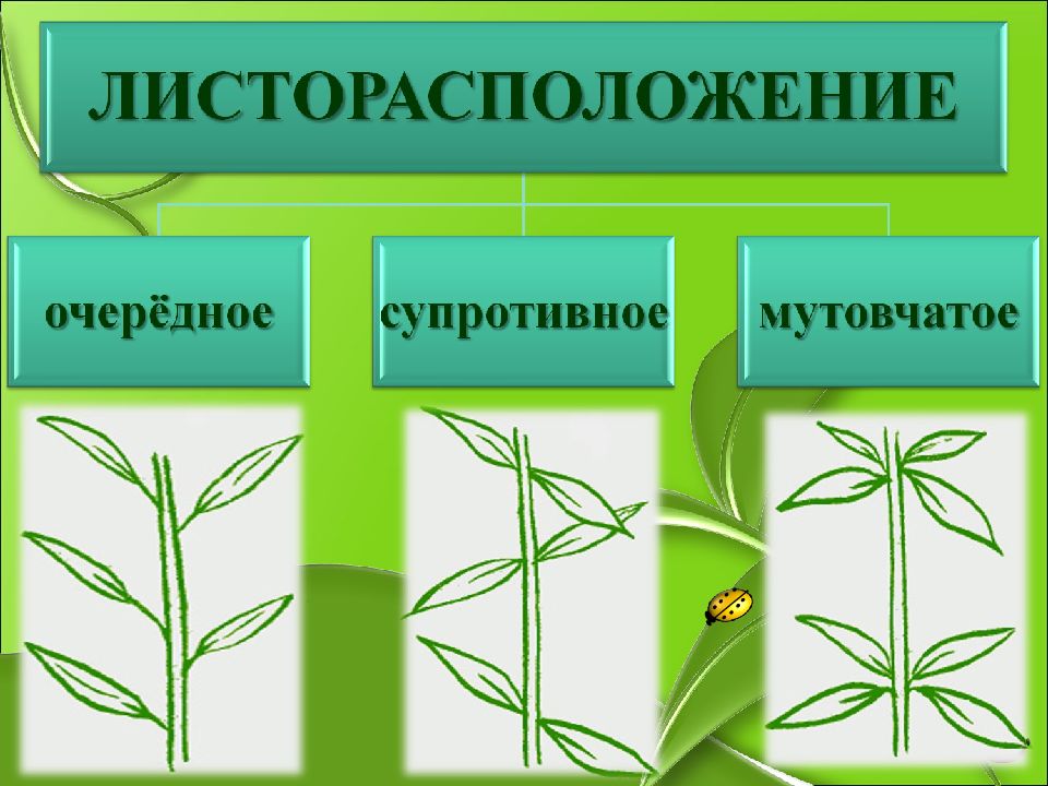 Определите типы листорасположения на побегах изображенных на рисунке подпишите их приведите примеры