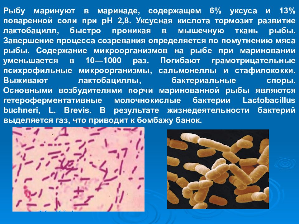 Микробиология рыбных продуктов презентация