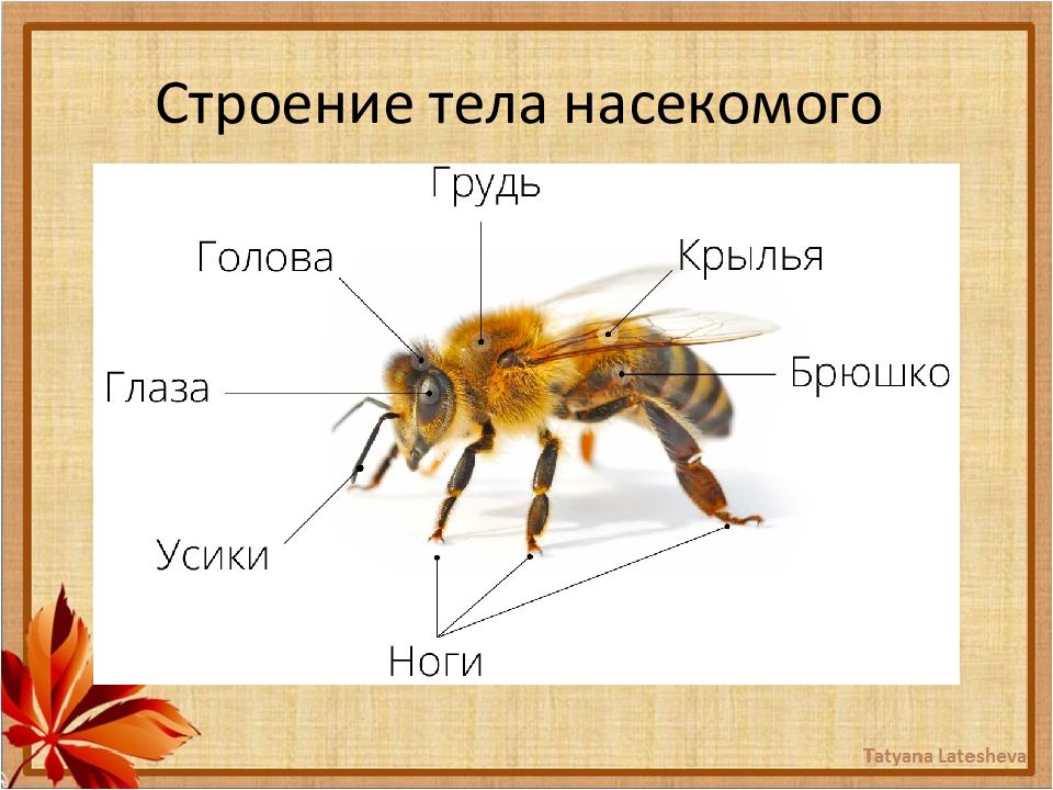 Тело насекомых состоит из трех отделов. Внешнее строение пчелиной матки. Внешнее строение пчелы. Строение пчелы для детей. Строение пчелы медоносной.