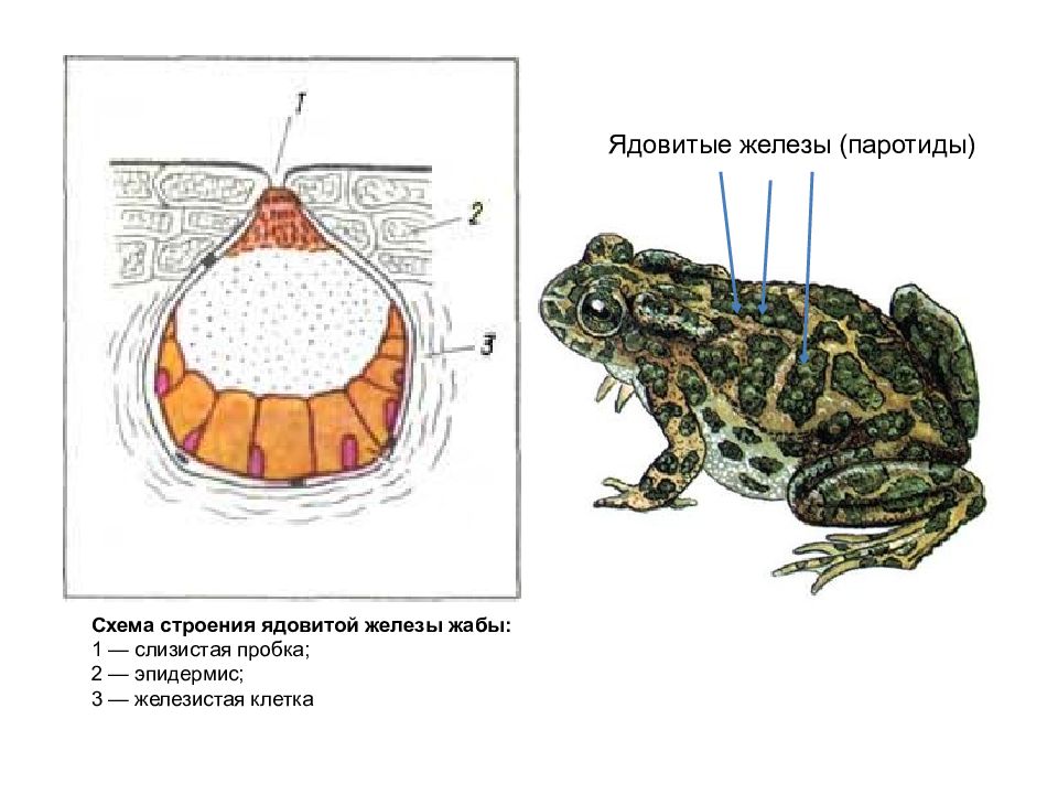 Строение кожи лягушки рисунок