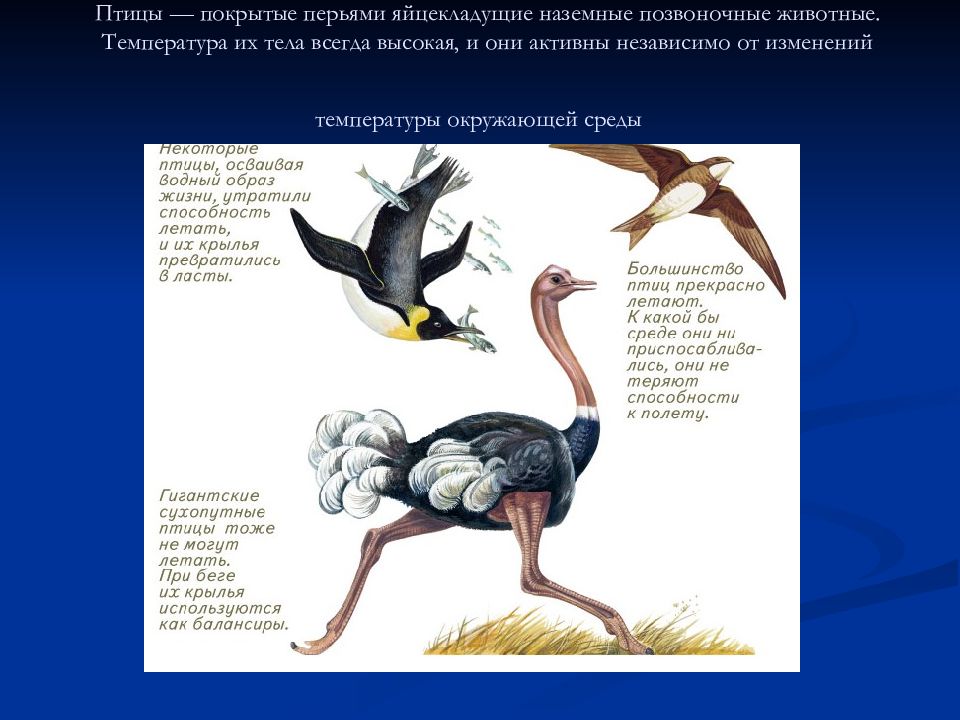 Образ жизни птиц. Наземные позвоночные птицы. Птицы покрыты перьями. Птицы высшие позвоночные животные приспособленные. Позвоночные животные птицы презентация.