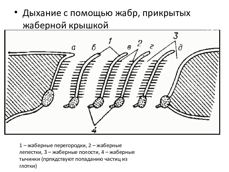 Жабры у хрящевых рыб. Строение жаберного аппарата рыб. Жаберные щели хрящевых рыб. Жаберный аппарат костистой рыбы. Дыхательная система хрящевых рыб схема.