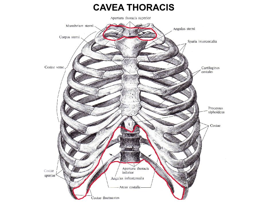 Грудное отверстие. Apertura Thoracis Superior анатомия. Апертура это в анатомии. Грудная клетка Cavea Thoracis. Апертуры грудной клетки анатомия.