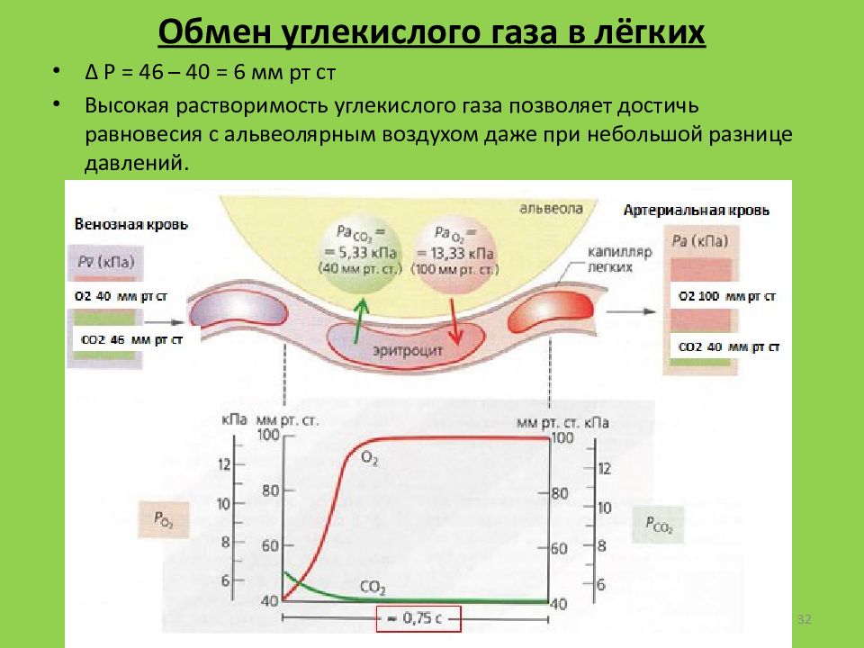 Углекислый газ от мышечных клеток к легким. Накопление углекислого газа в легких. Концентрация в легочных капиллярах углекислого газа. Разность давления в капиллярах в лёгких.