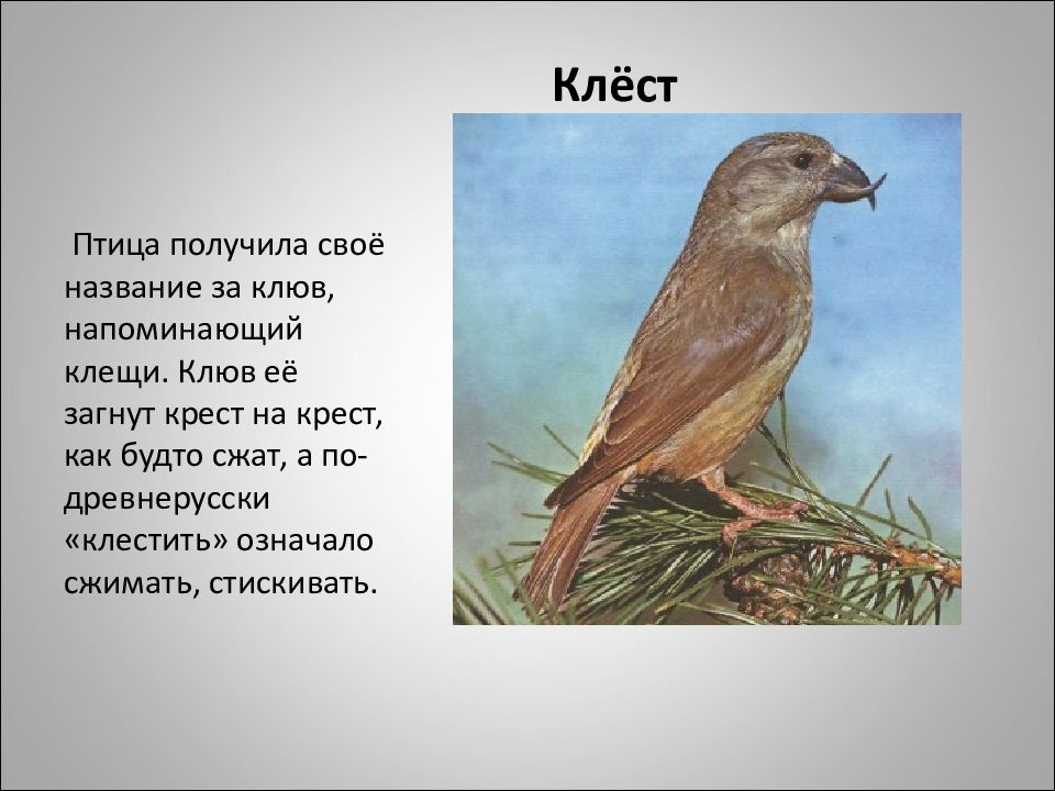 Птица получившая свое название. Клюв клеста. Клёст птица клюв. Птица с клювом крест-накрест. Птица у которой клюв крест-накрест.