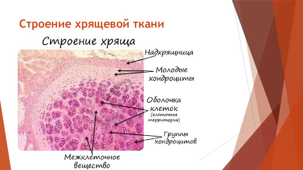 Опухоль из хрящевой ткани. Строение хряща. Тканевое строение. Хрящевая ткань строение.