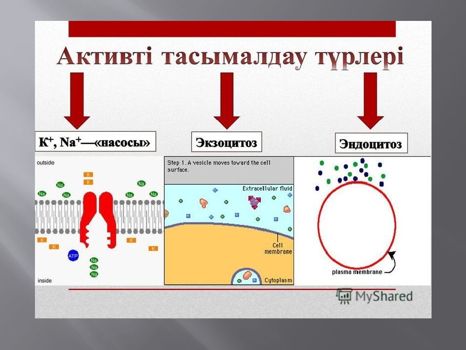 Мембраналық рецепторлар арқылы гормондық сигналдардың берілуі