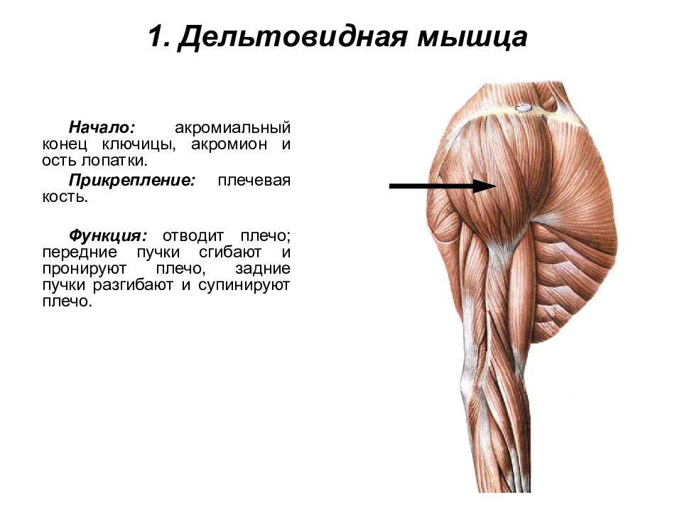 Мышцы плечевого пояса презентация