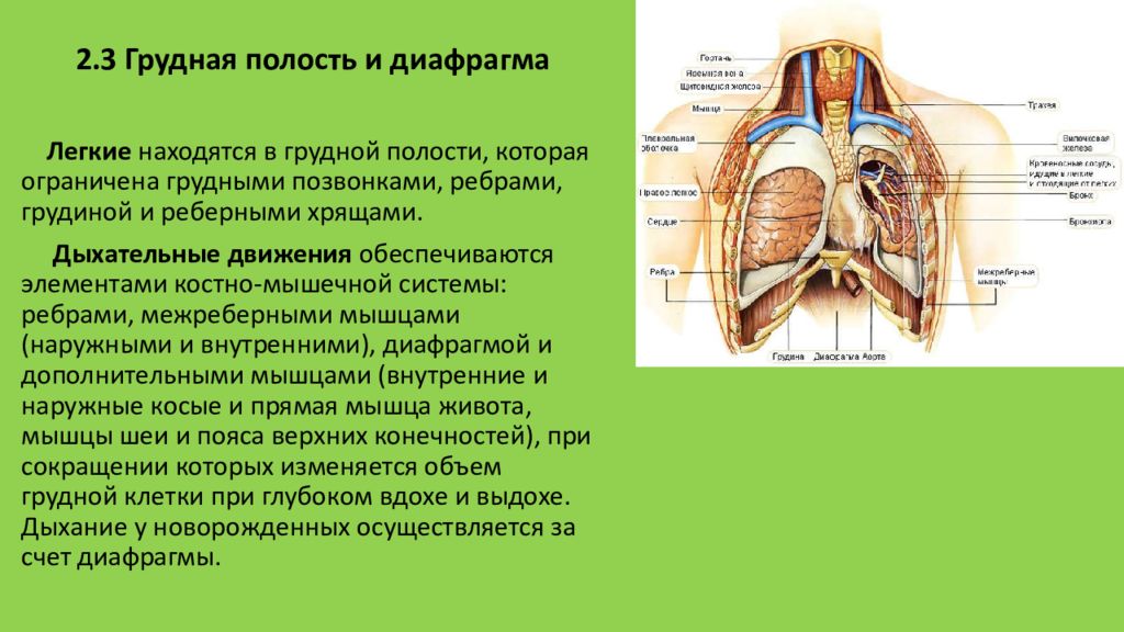 Положение легких. Строение грудной полости. Органы находящиеся в грудной полости. Легкие находятся в грудной полости.