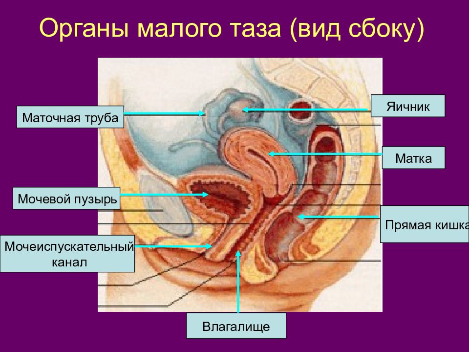 Репродуктивная система человека 8 класс биология презентация