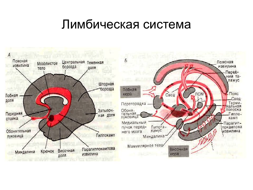 Тренировка мозжечка