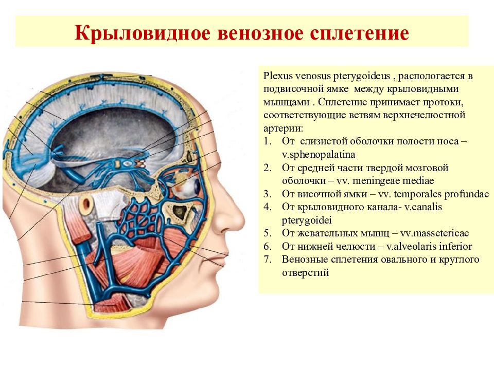 Презентация органы головы и шеи