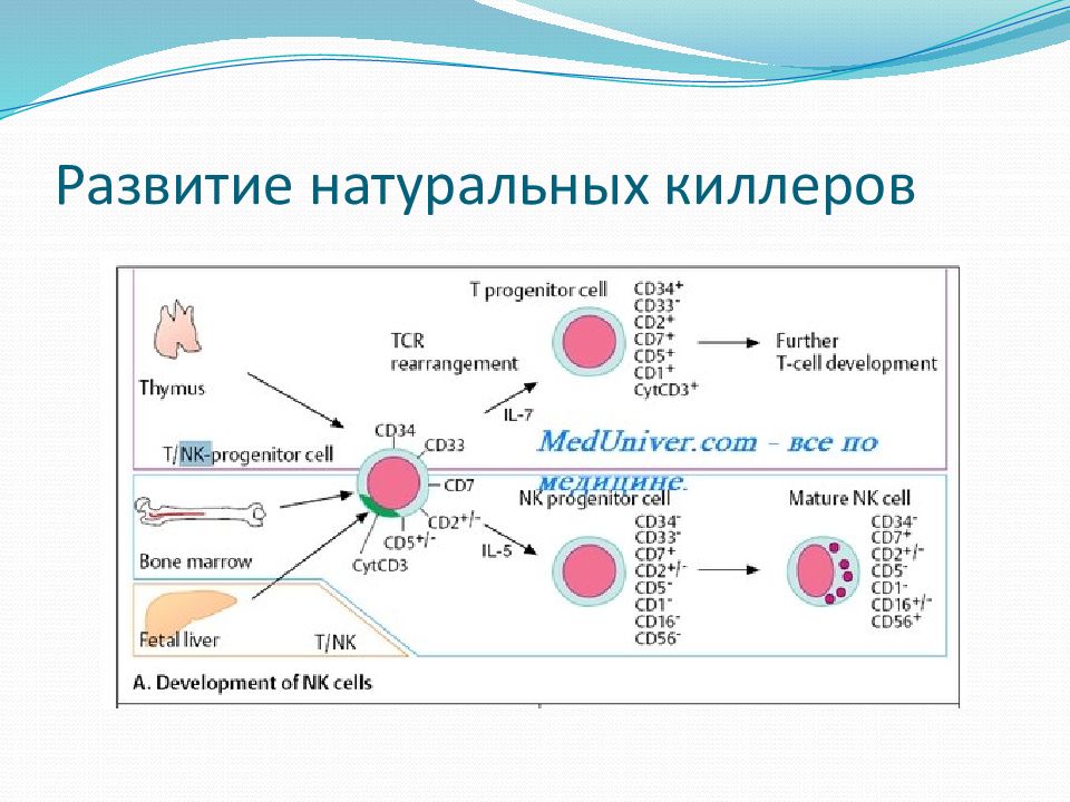 Натуральные клетки. NK клетки иммунология. Функции натуральных киллеров иммунология. NK-клетки (нормальные киллеры). Натуральные киллеры иммунология.